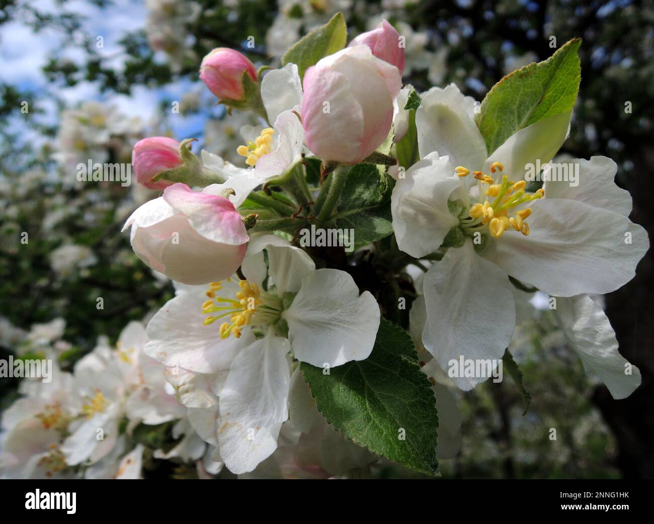 Macro shot of inflorescence with petals and stamens of an apple tree flower Stock Photo
