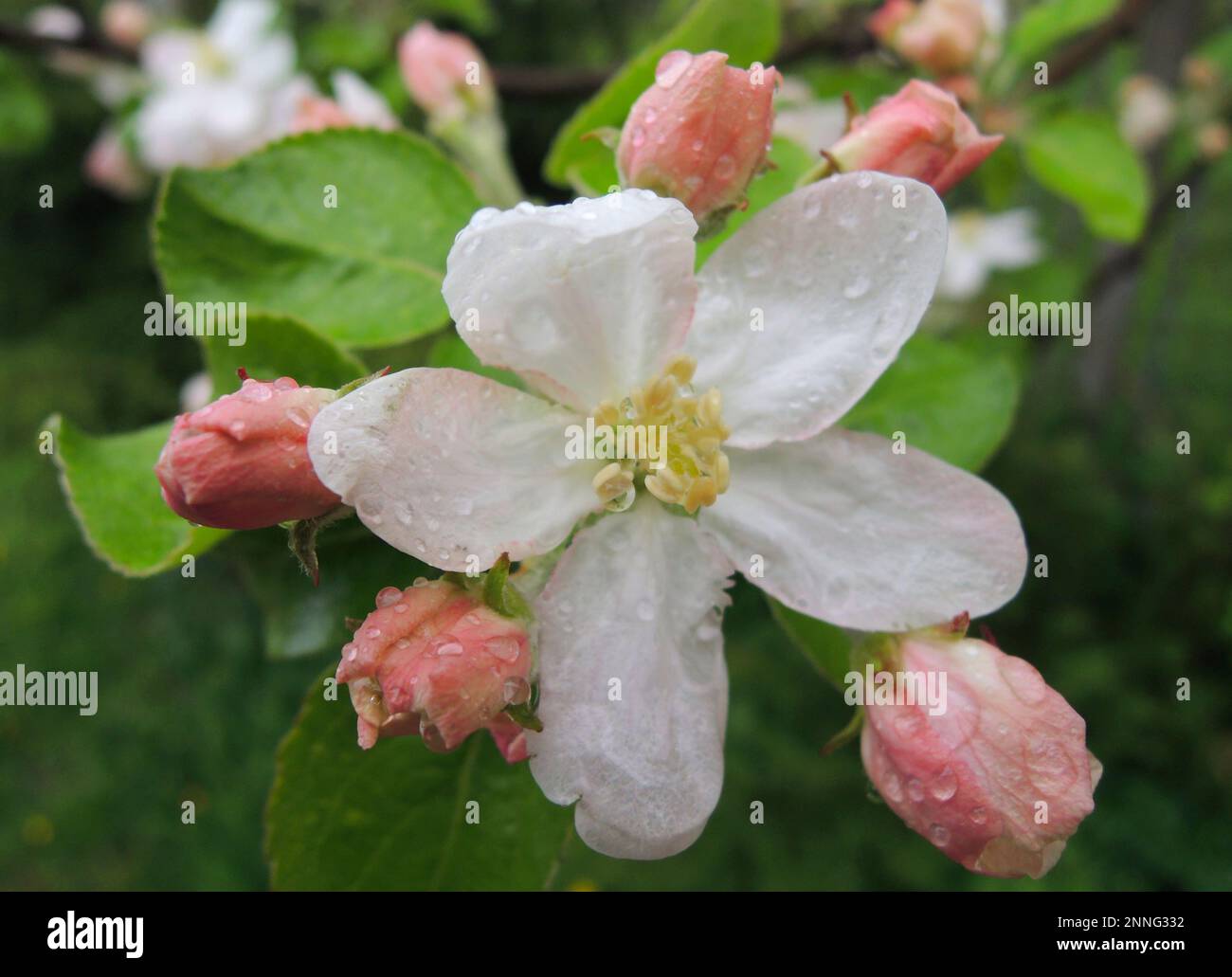 Open flower and young buds of blossoming apple tree with water drops on