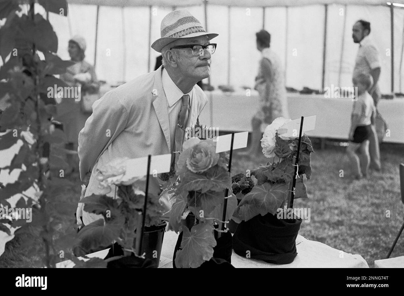A man admiring the exhibits at a flower show, Llanfrechfa, Wales, 1976 Stock Photo