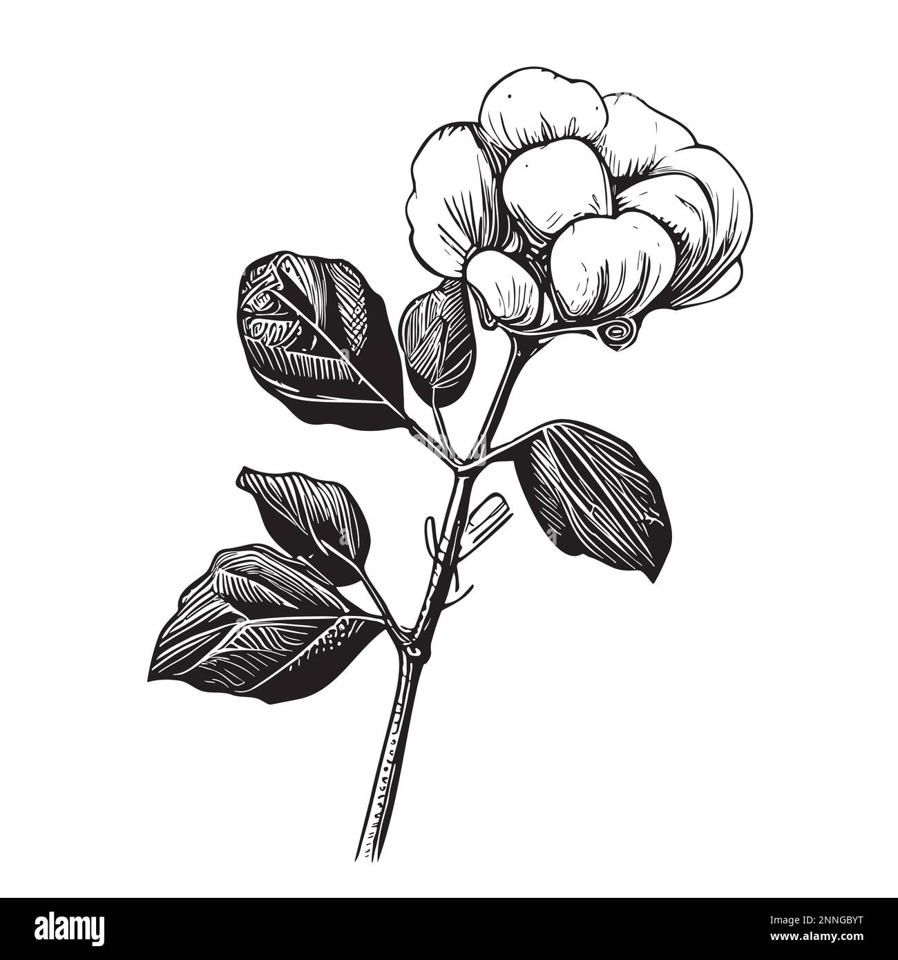 Cotton flower isolated on white background hand drawn sketch Vector
