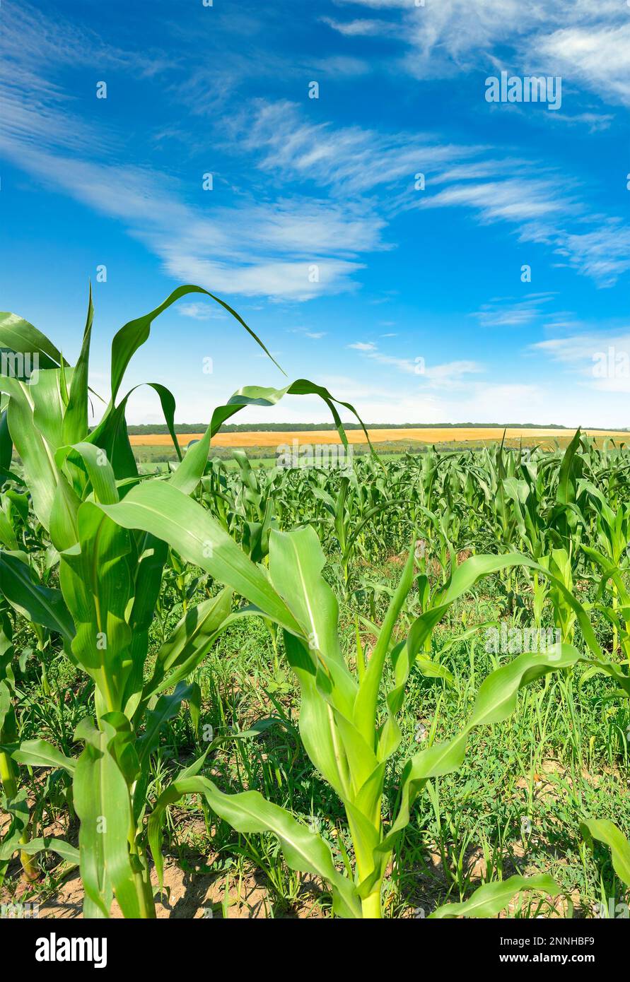 Summer cornfield and beautiful blue sky Stock Photo Alamy