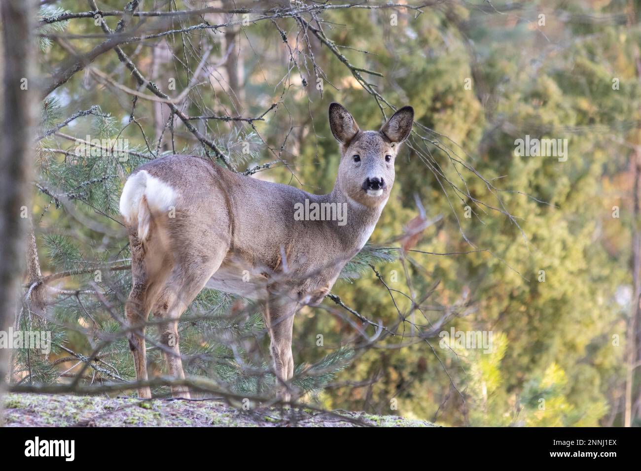 Roe deer in forest Stock Photo