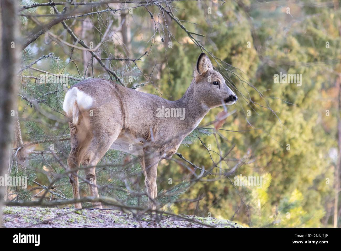 Roe deer in forest Stock Photo