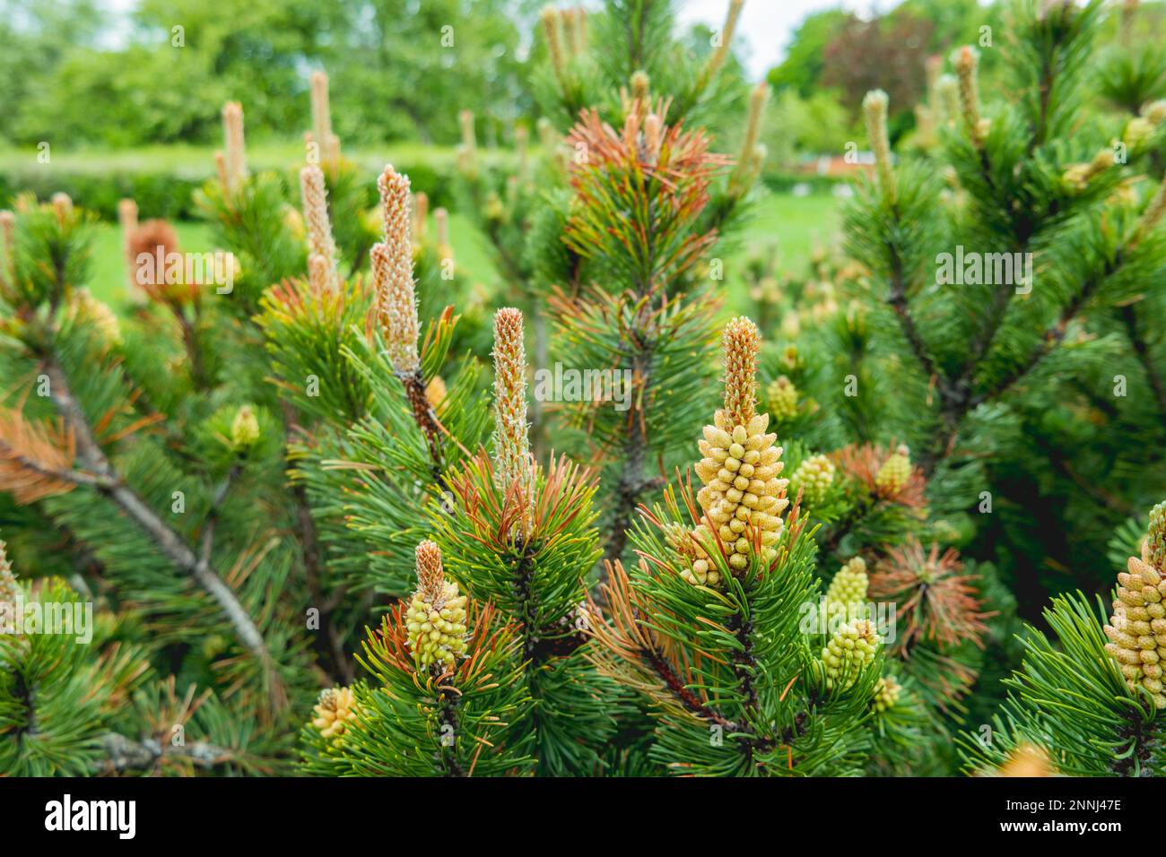 Tree With Pollen Blooming pine tree hi-res stock photography and images - Alamy