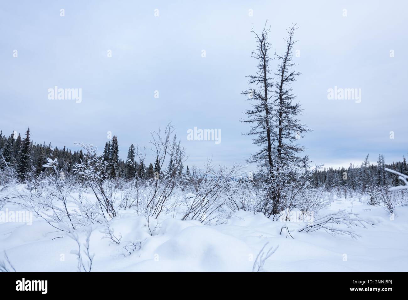 Winter time wilderness landscape views in boreal forest of Canada. Stock Photo