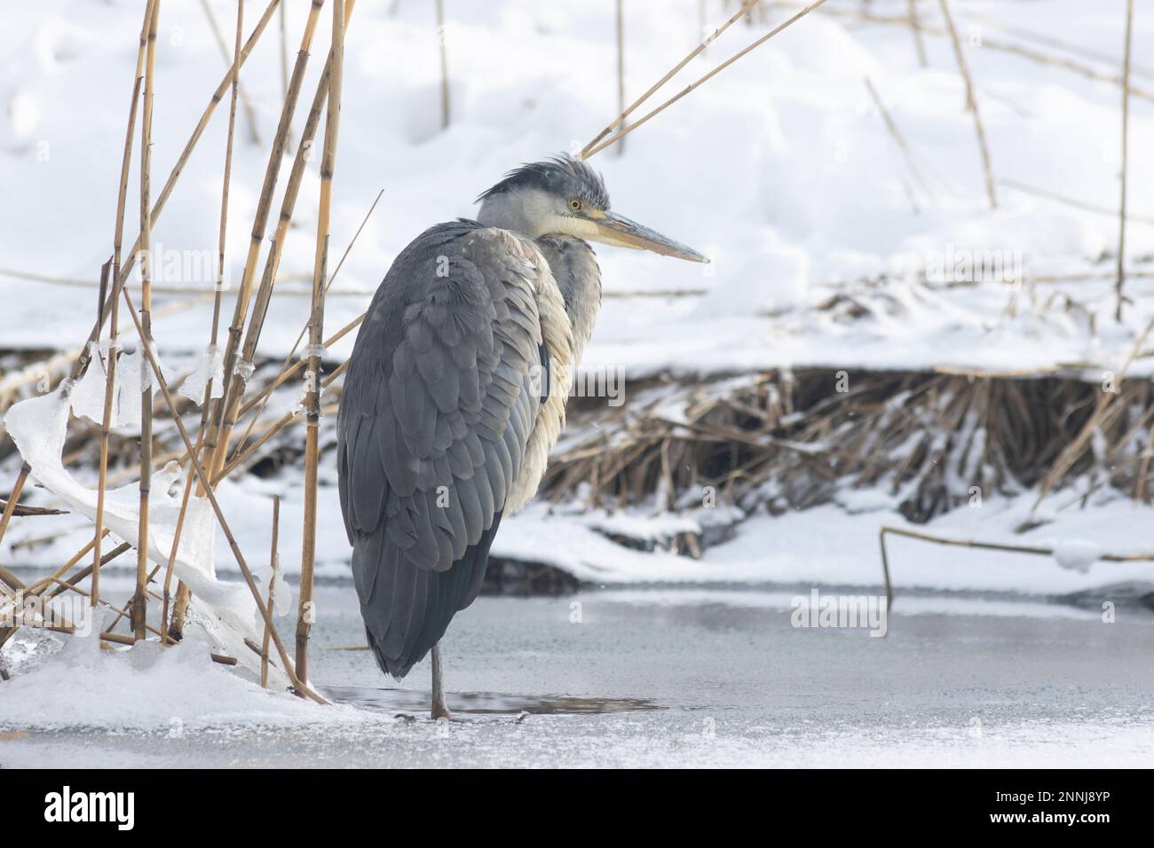 A grey heron in Finland during winter Stock Photo