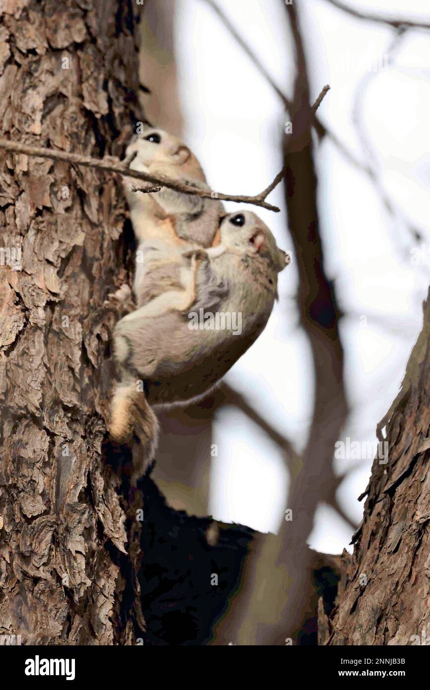 A couple of flying squirrels court on a pine tree in Obihiro, Hokkaido