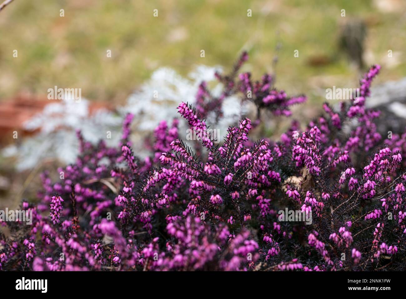 Closeup of the flowers of heather Erica carnea Challenger. Stock Photo