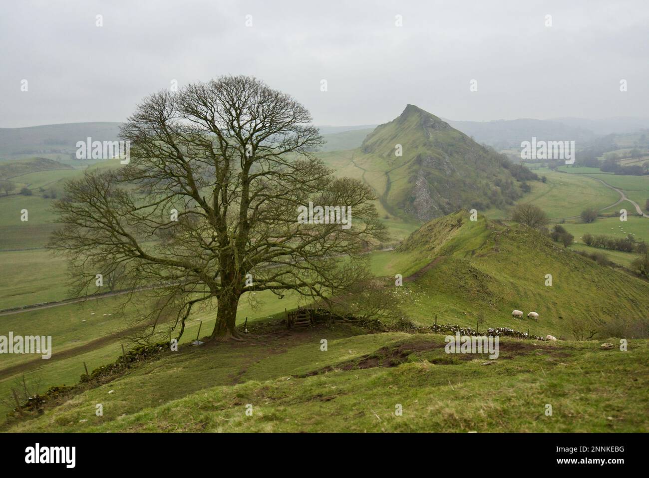 Parkhouse Hill and Chrome Hill iconic oak tree, Peak District National Park, Derbyshire, England, UK. Staffordshire Moorlands.(Dragons Back Ridge) Stock Photo