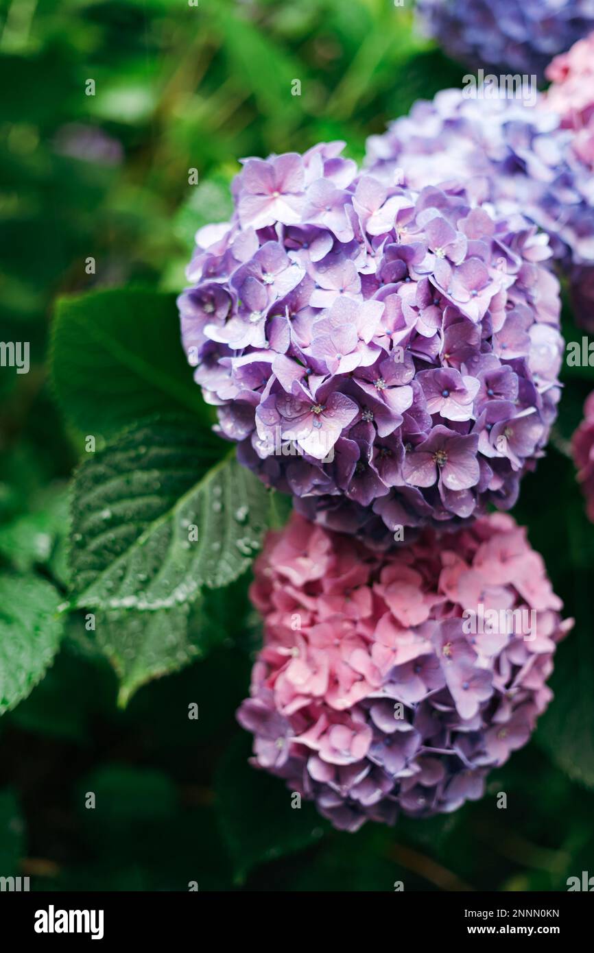 Purple Hydrangea macrophylla, a species of flowering plant in the family Hydrangeaceae, with raindrops on it Stock Photo