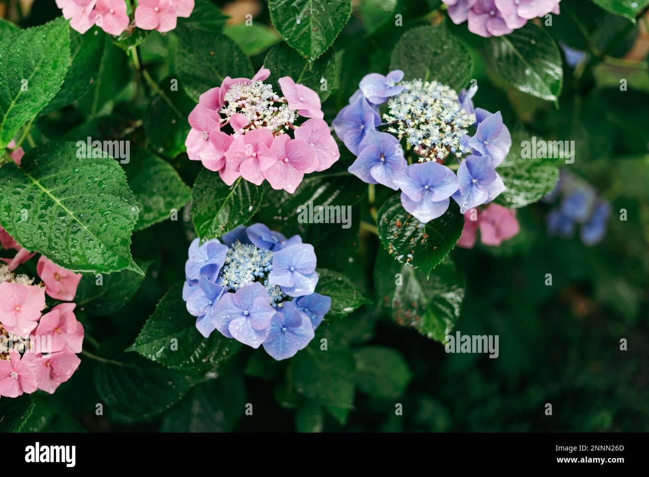 Hydrangea macrophylla, a species of flowering plant in the family Hydrangeaceae, with raindrops on it Stock Photo