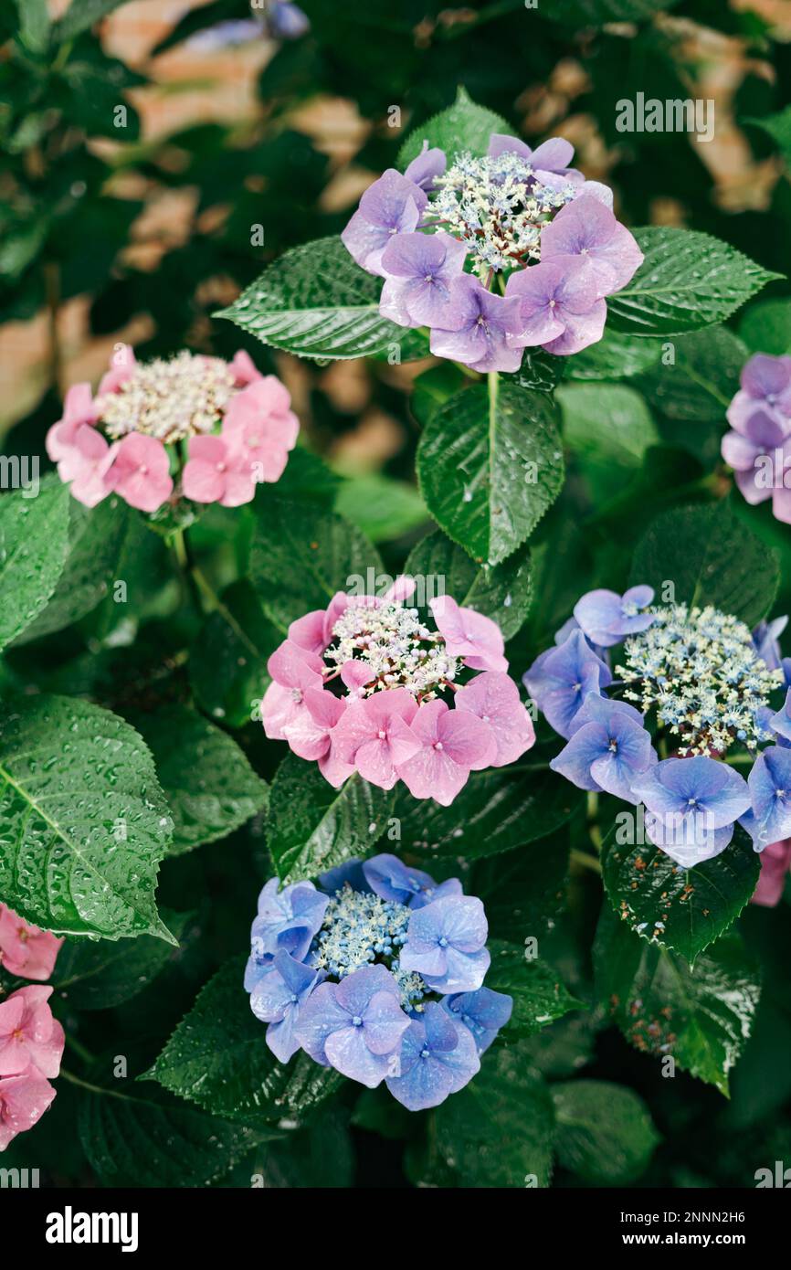 Species hydrangea macrophylla hi-res stock photography and images - Alamy