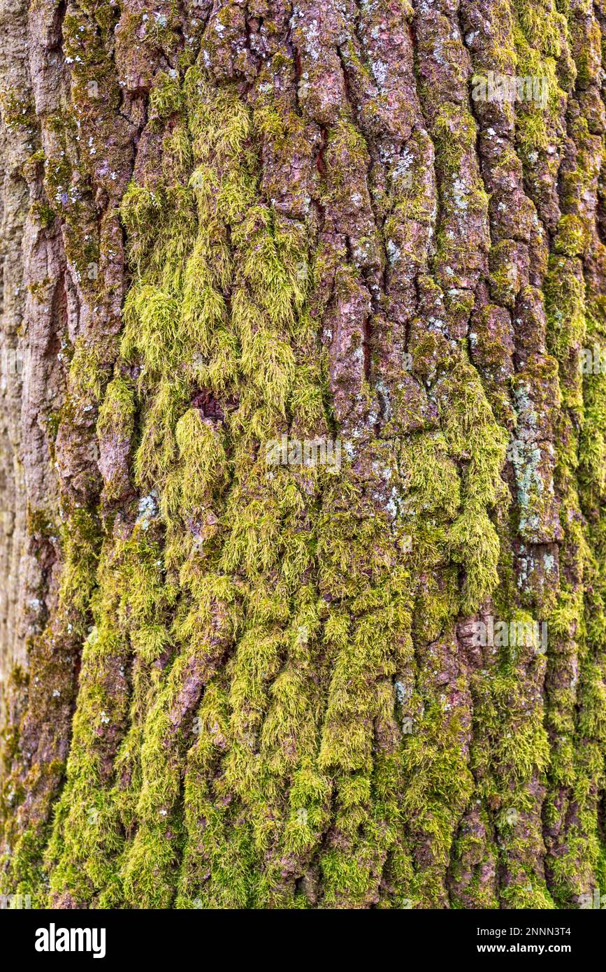 Natural background of tree bark texture. Green moss on tree Stock Photo ...