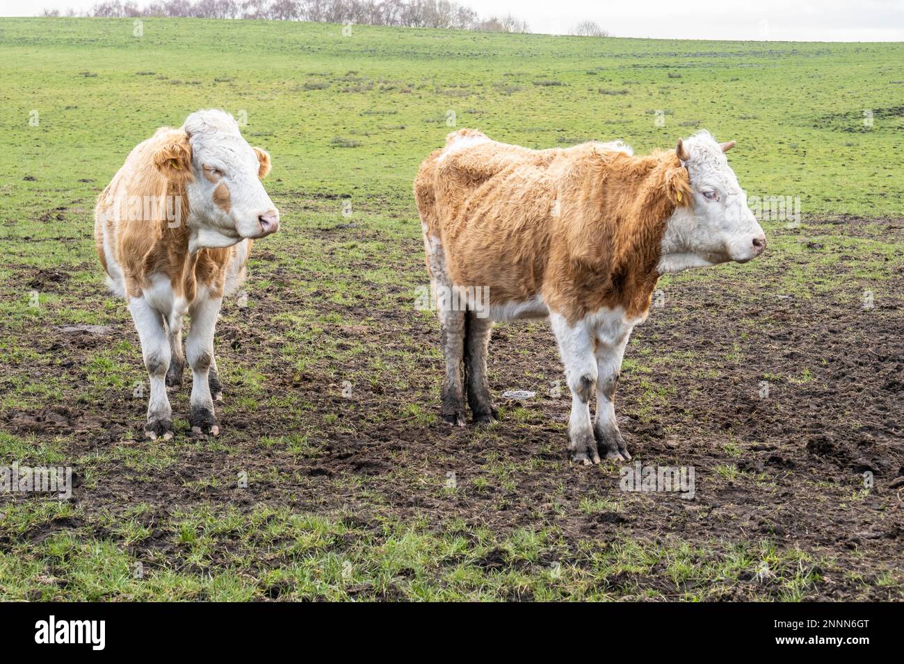 small herd of brown and white cows and calves out to pasture Stock ...