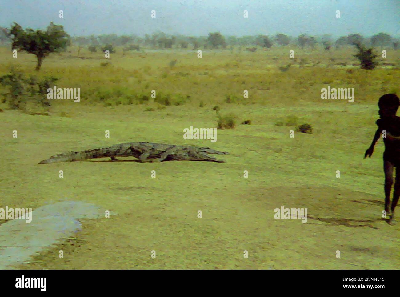 An African child with a crocodile at the Paga Crocodile Pond near Bolgatanga, Ghana c.1958 Stock Photo
