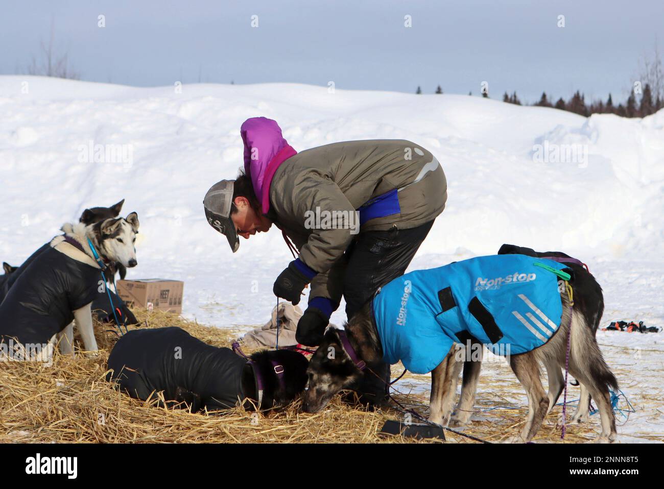 Jessie Royer handles dog chores in McGrath, Alaska, during the Iditarod