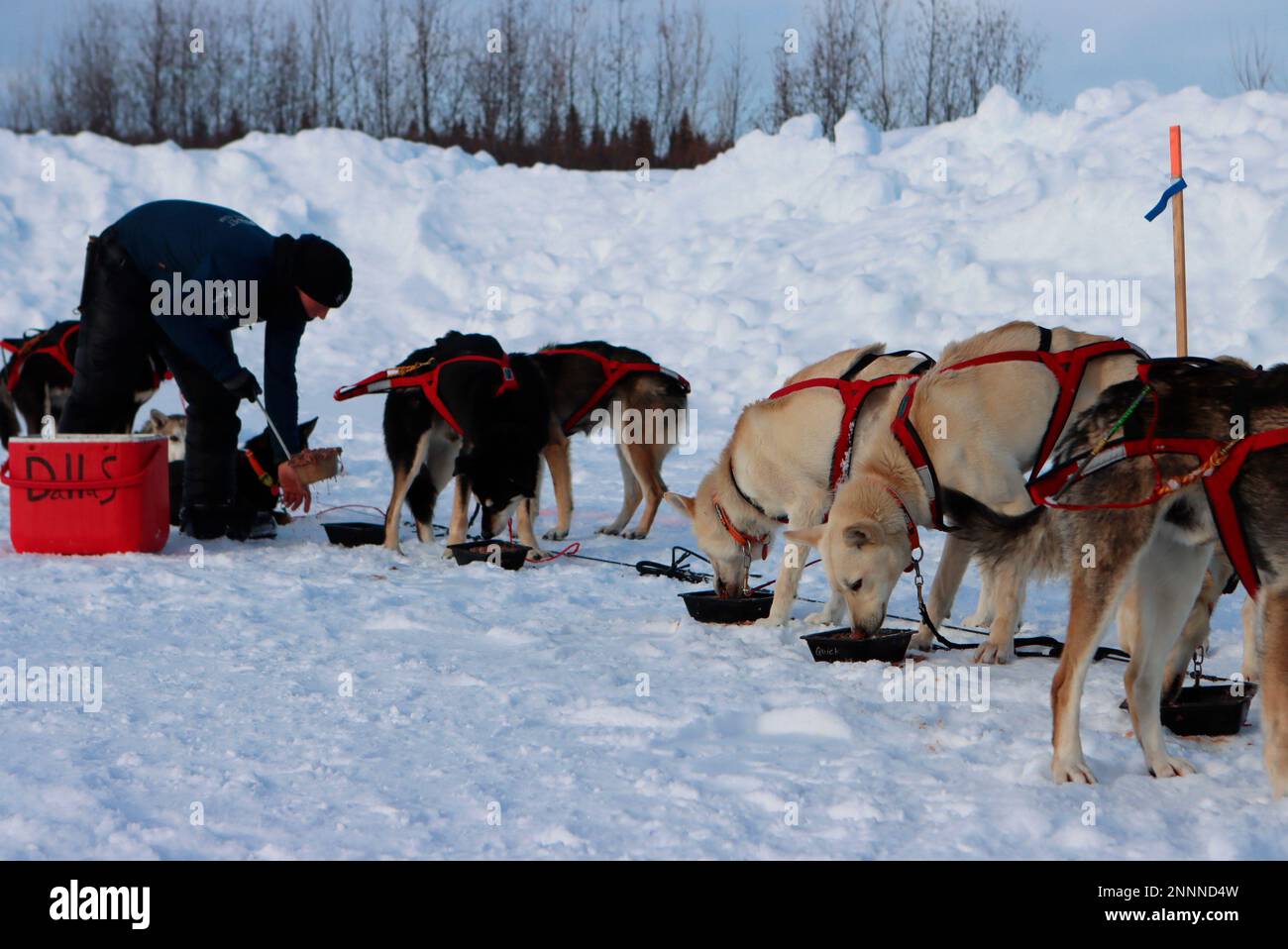 Dallas Seavey feeds his dogs the first of several courses in McGrath