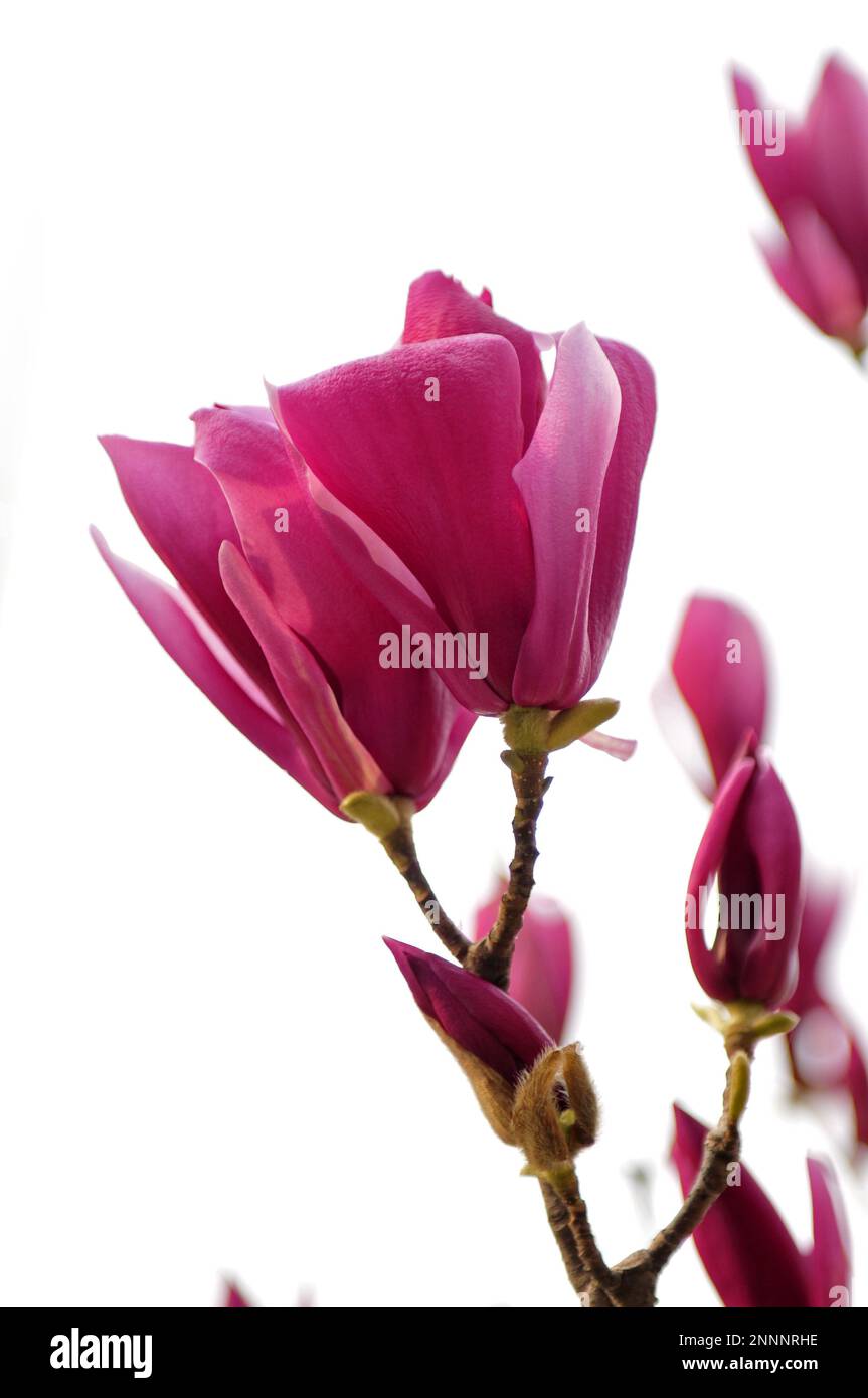 magnolia Stock Photo