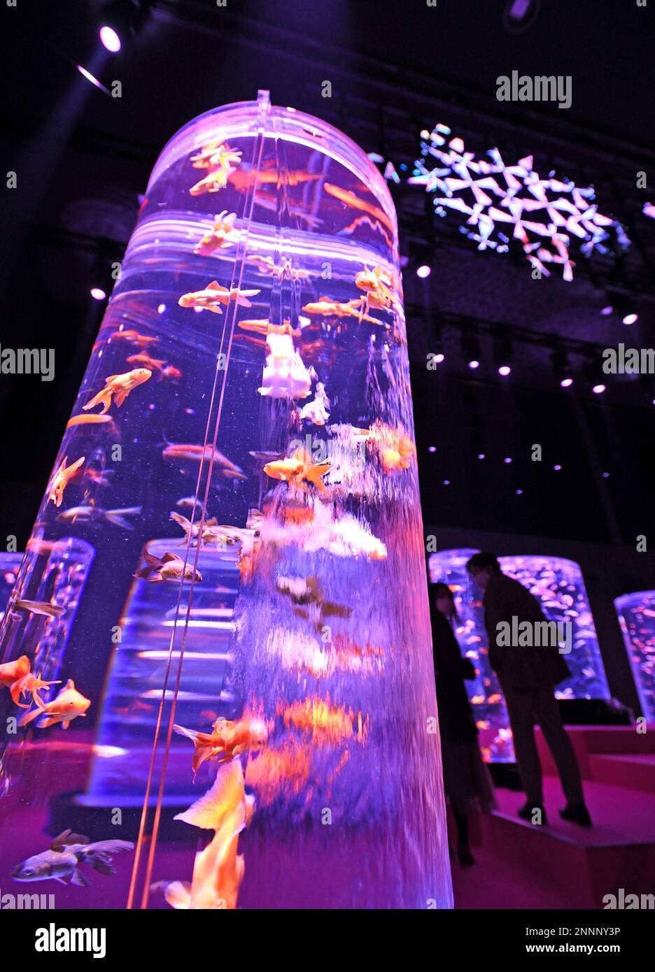 Goldfish illuminated with an image of cherry blossoms are seen at Art