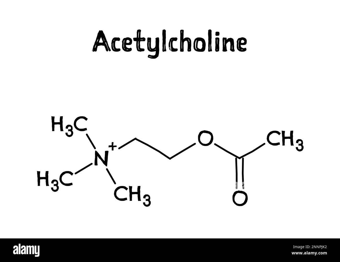 Acetylcholine molecular structure. Acetylcholine is neurotransmitter