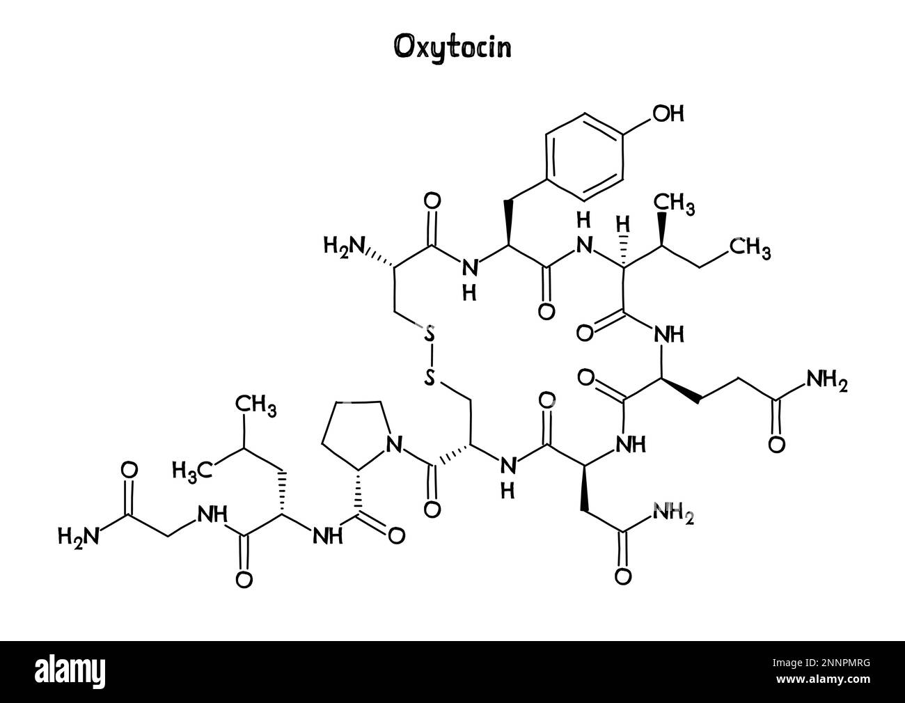 Oxytocin molecule vector hi-res stock photography and images - Alamy