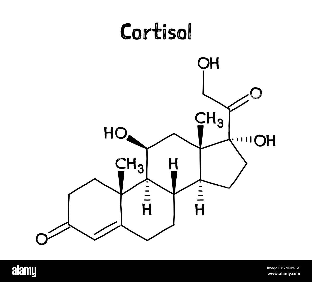 Cortisol molecular structure. Cortisol is a steroid hormone regulating stress response, metabolism, blood pressure, blood sugar and sleep-wake cycle. .Vector structural formula of chemical compound. Black pen Hand-drawn style. Stock Vector