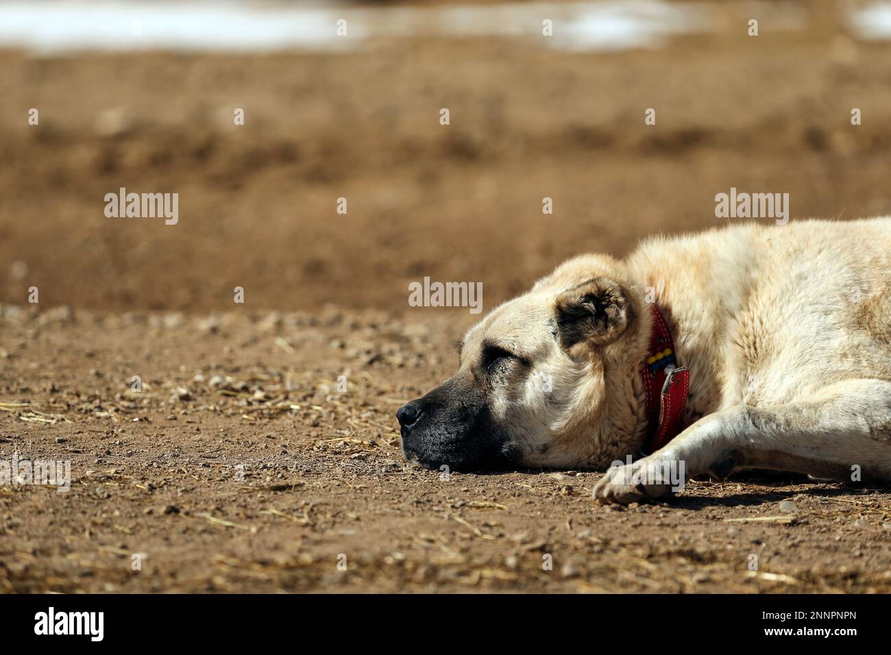 Kangal Dog Vs Wolf