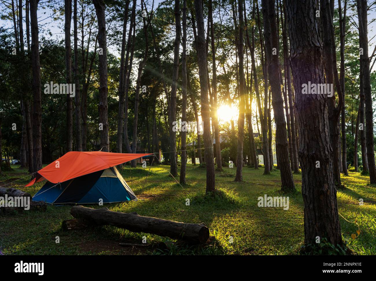 camping point. tent in tropical pine forest at sunset time. Tourist tent in spring forest. Stock Photo