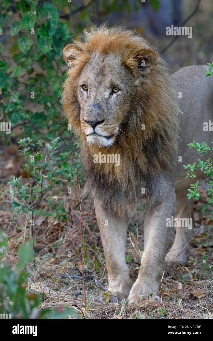Lion in the bushes hi-res stock photography and images - Alamy