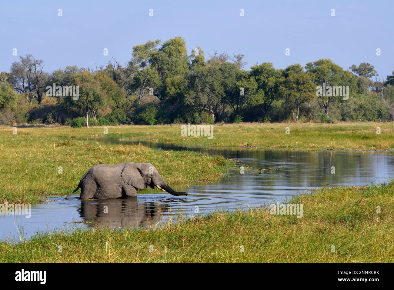Elephant (Loxodonta africana) in swampy terrain, crosses the Khwai River, Khwai Region, North-West District, Okavango Delta, Botswana Stock Photo