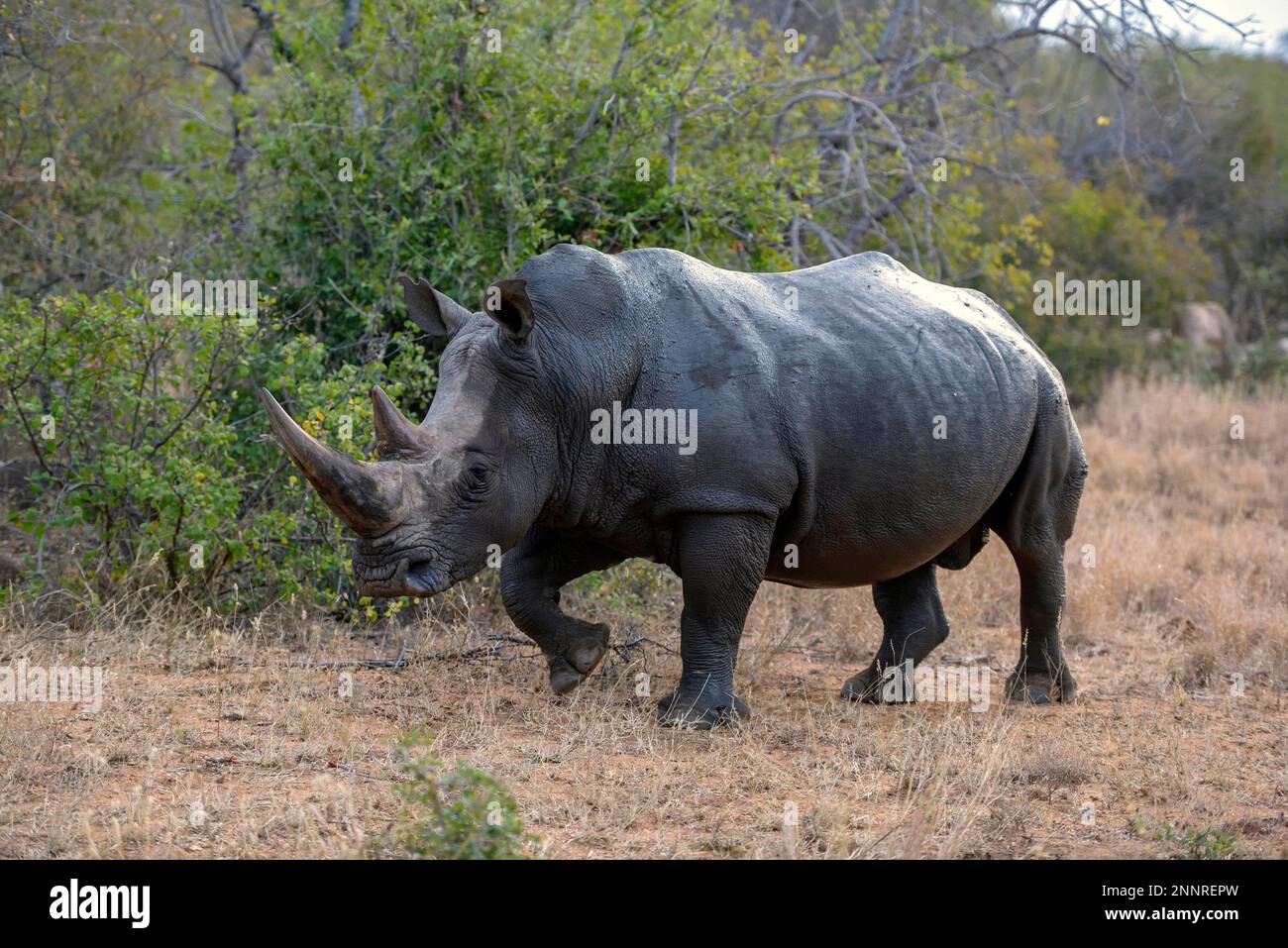 Southern white rhinoceros (Ceratotherium simum simum), Balule Game Reserve, near Phalaborwa, Limpopo Province, South Africa Stock Photo