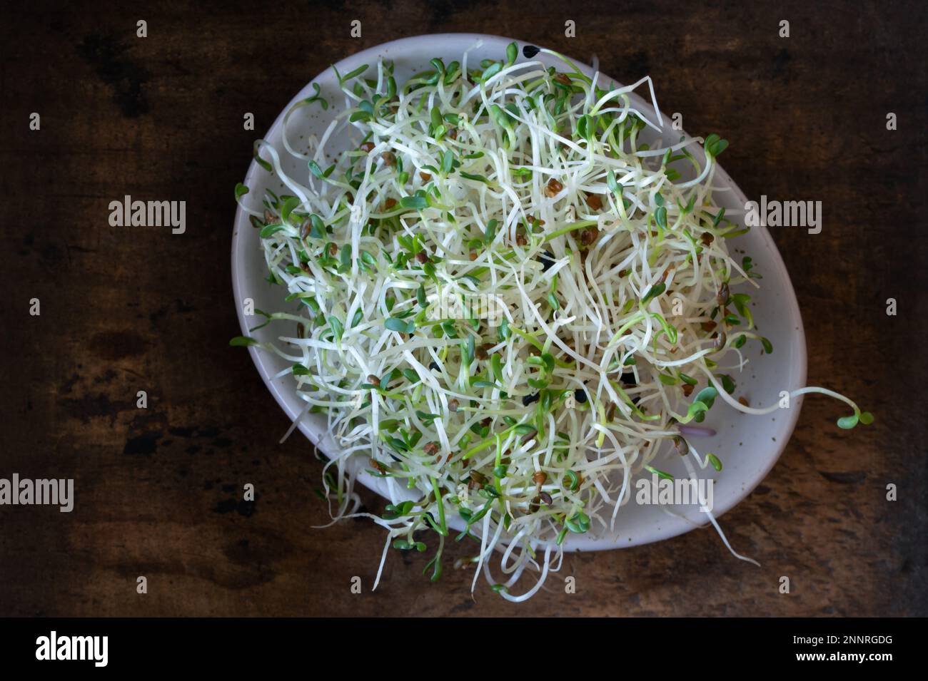 Alfalfa and Onion Sprouts Micro Greens Stock Photo
