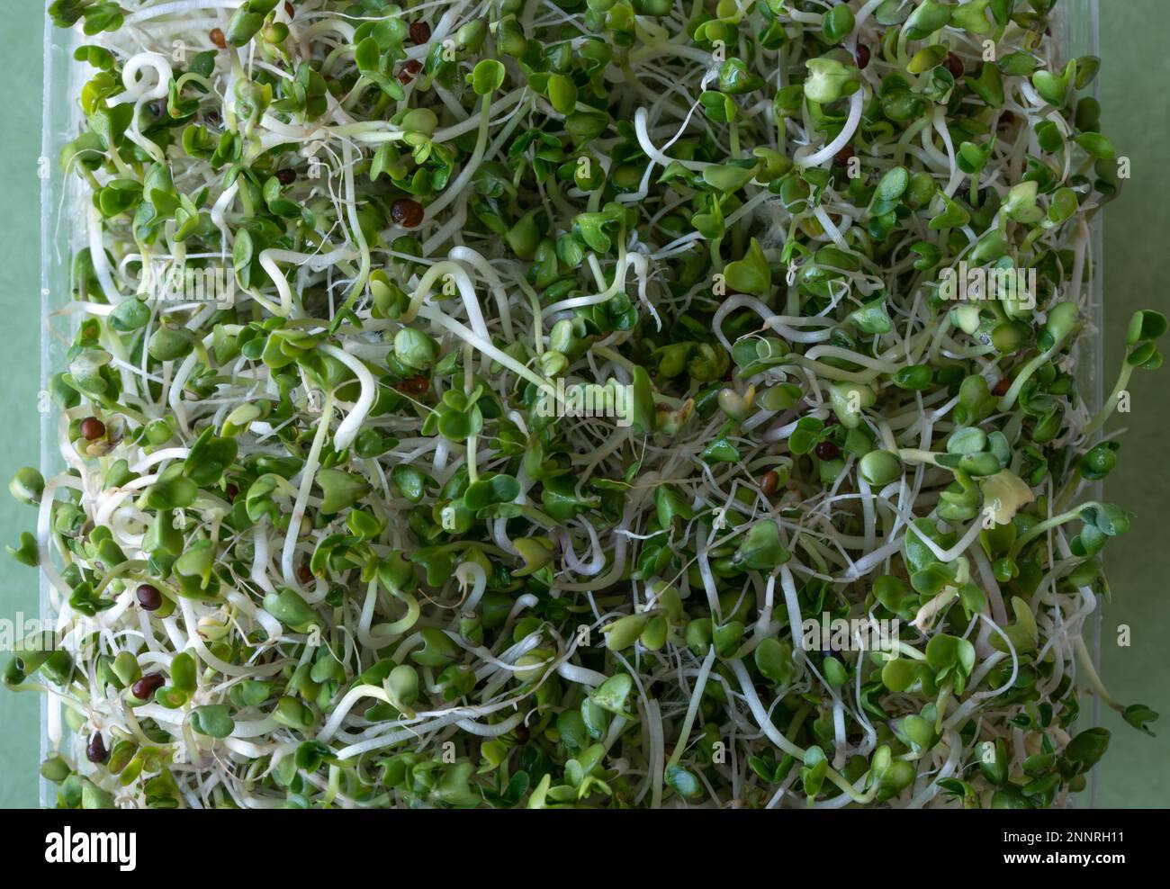 Brussels Sprouts Micro Greens Stock Photo