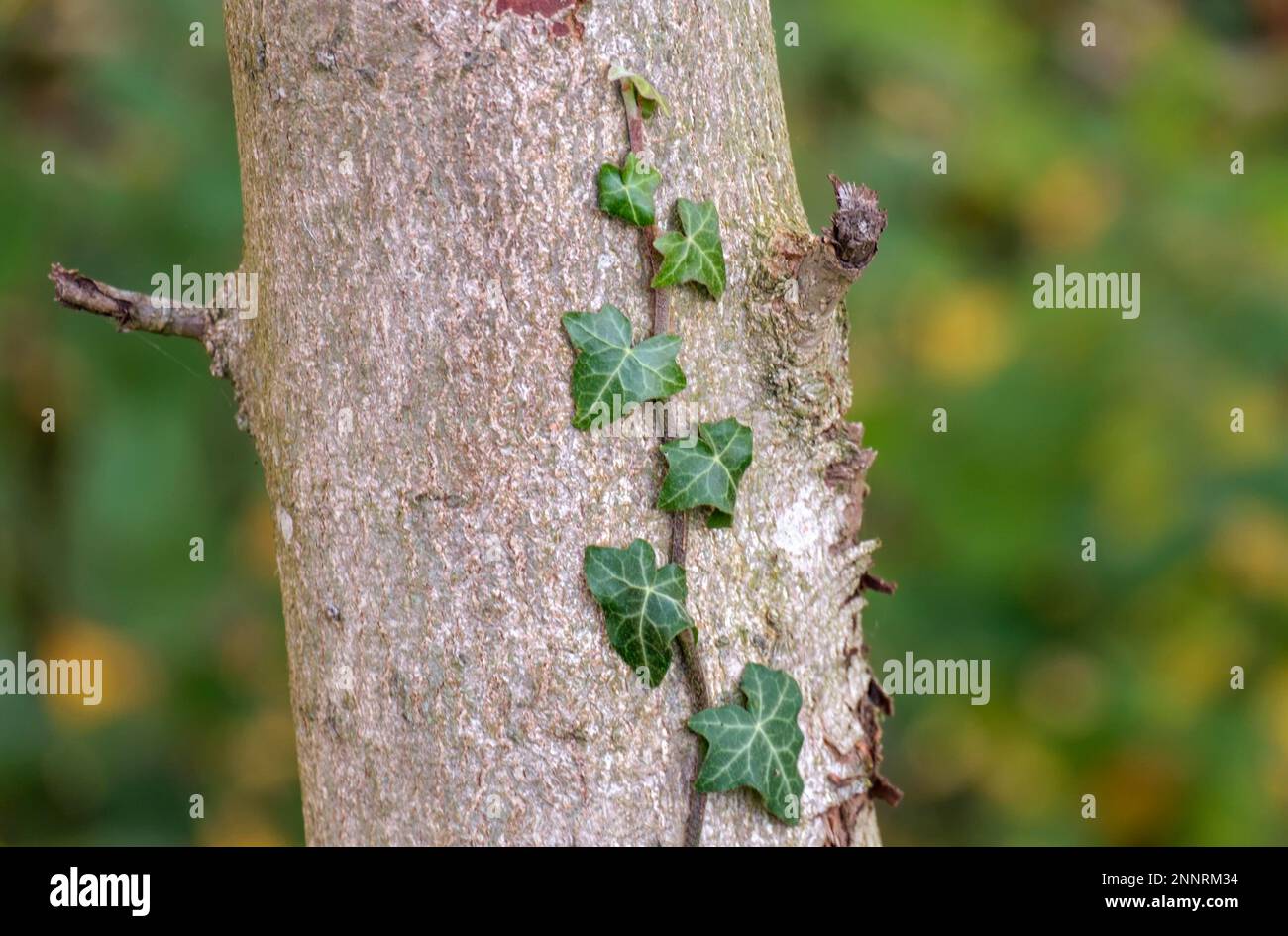 tree trunk with green leaves creeper 25063202 PNG