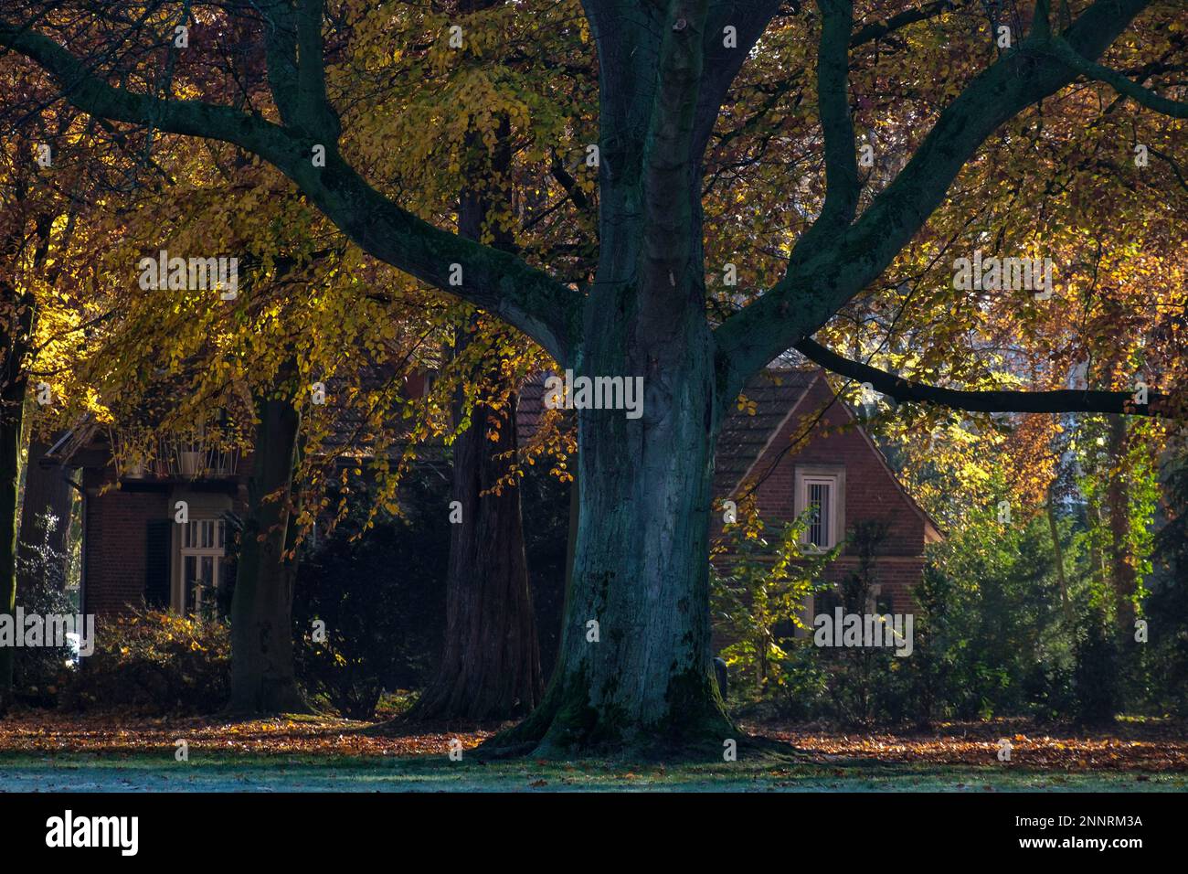 The house in the forest Stock Photo - Alamy