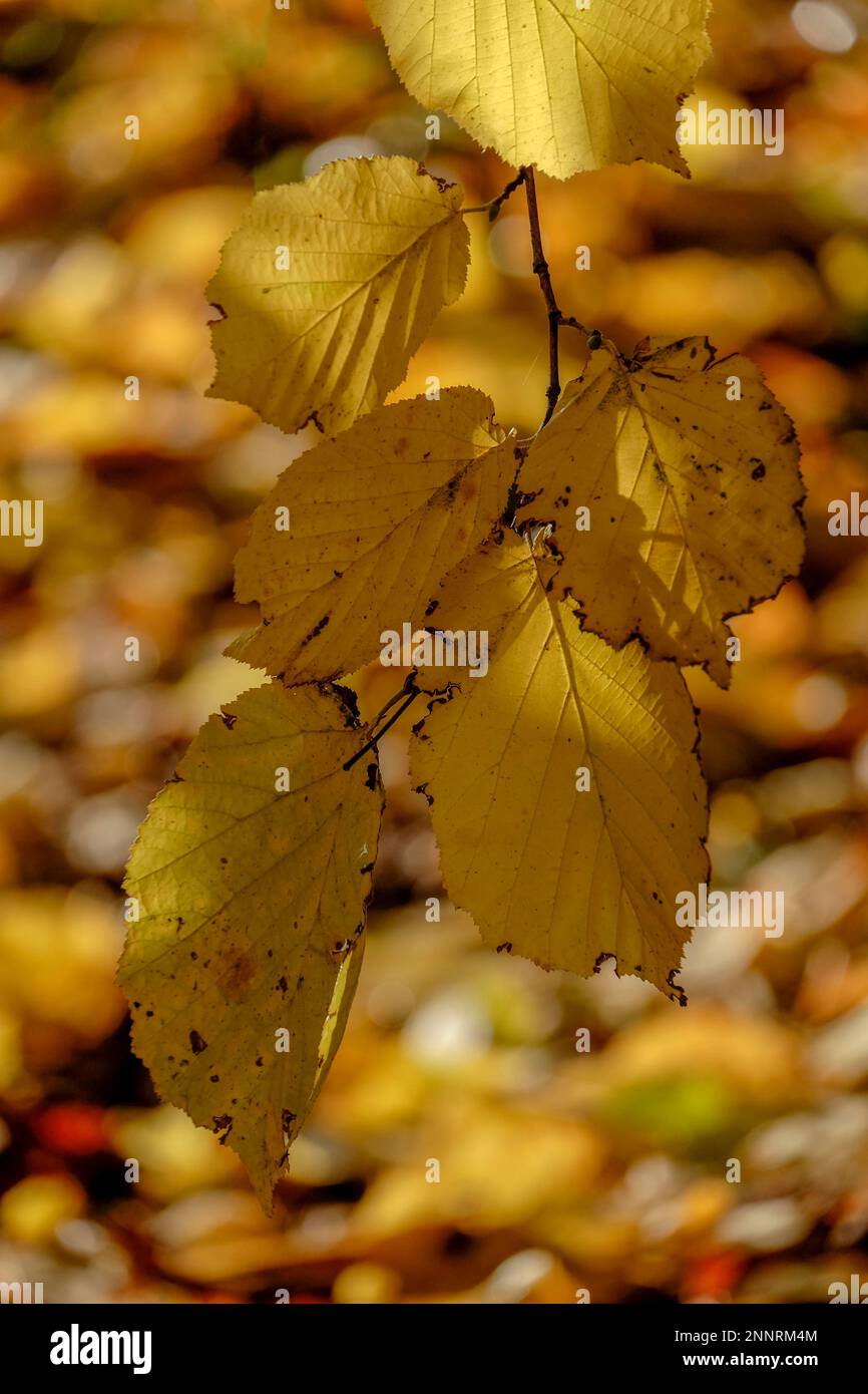 Yellow autumn leaves hazelnut hi-res stock photography and images - Alamy