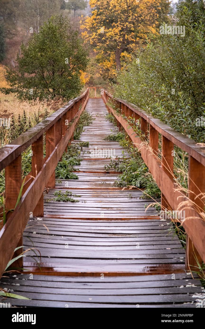 Autumn hiking trail in the Harz Mountains Stock Photo - Alamy