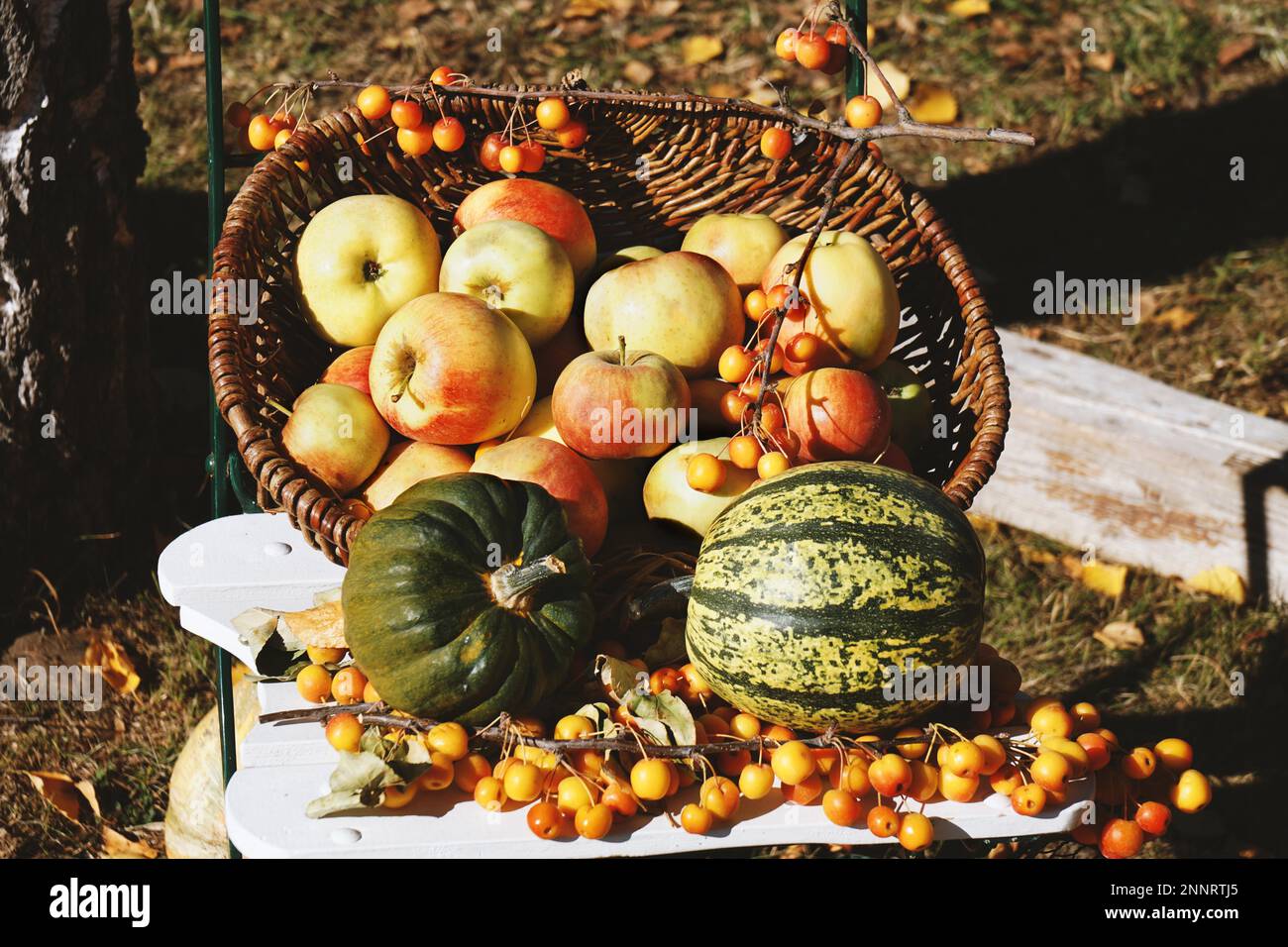organic apples and pumpkins in basket autumn themed rustic outdoor ...