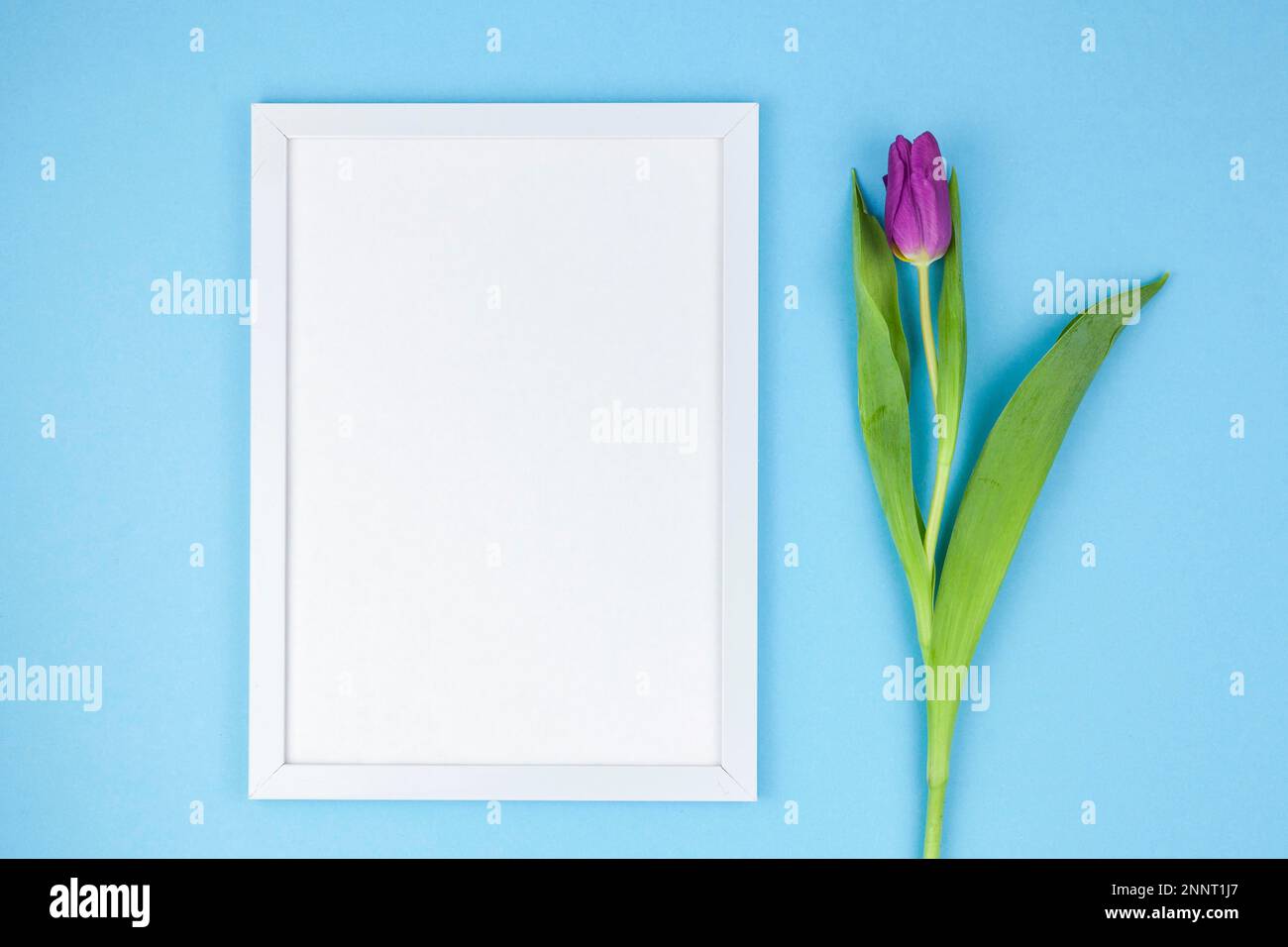high angle view white frame tulip turquoise background Stock Photo