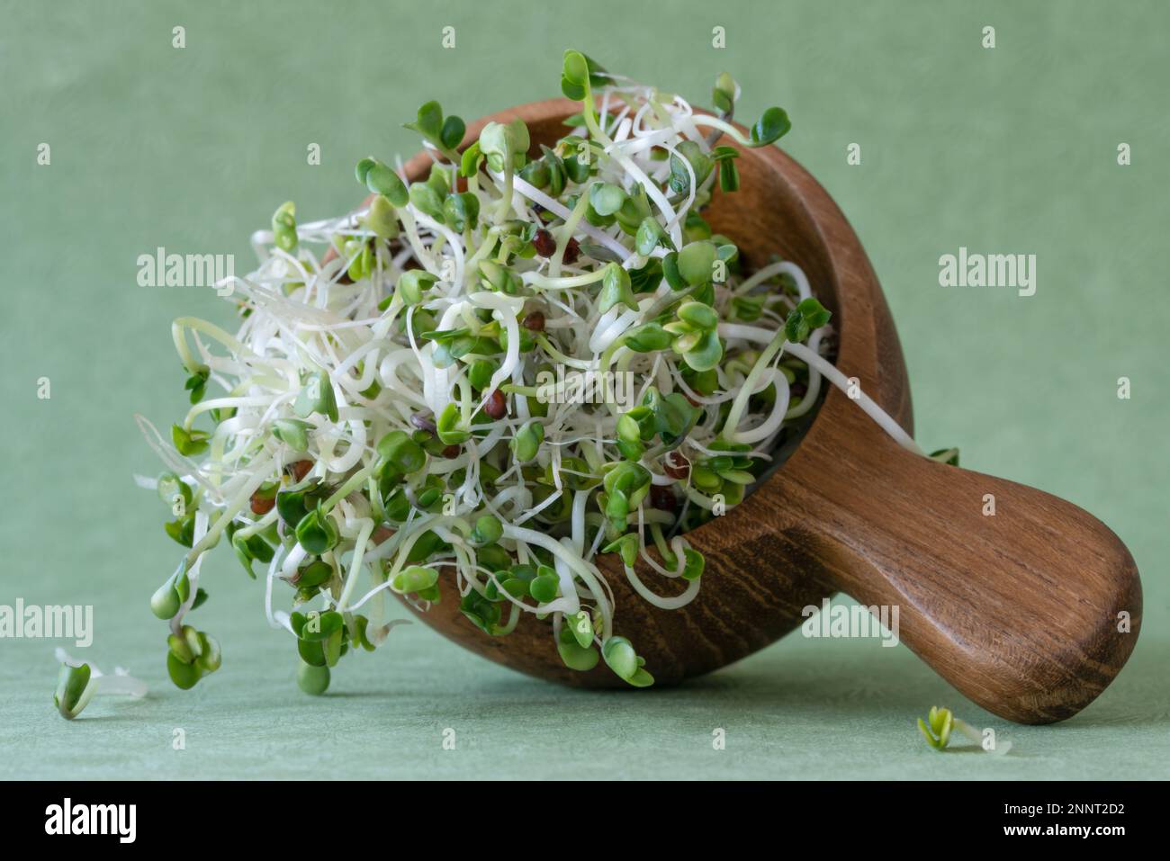 Broccoli Sprouts Microgreens Stock Photo Alamy