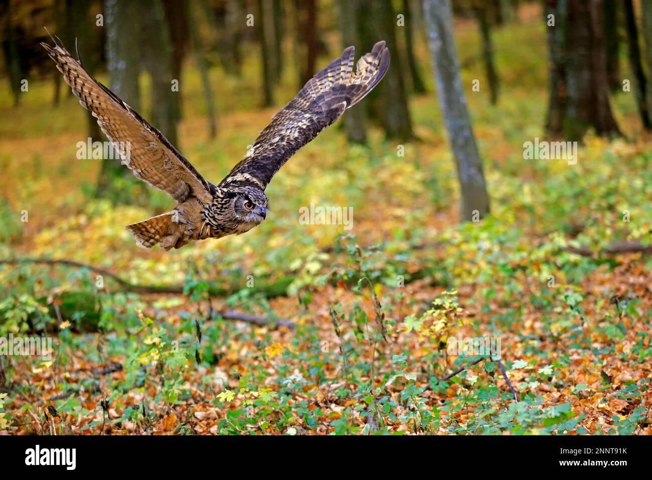 Eurasian Eagle Owl (Bubo bubo), adult flying, Rimavska Sobota, Slovak Republic, Europe Stock Photo