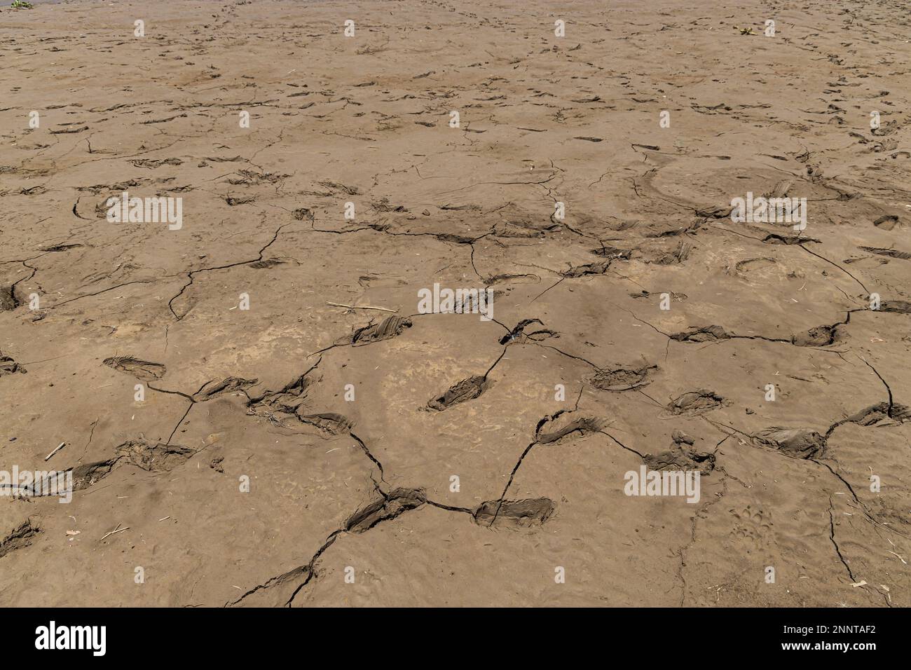 Footprints in the drying mud. Drought concept Stock Photo Alamy