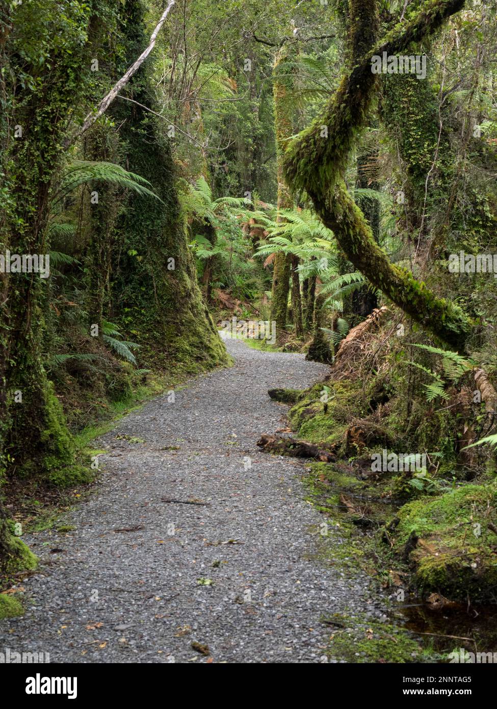 Path passing through forest, Te Wahipounamu, West Coast, South Island, New Zealand Stock Photo