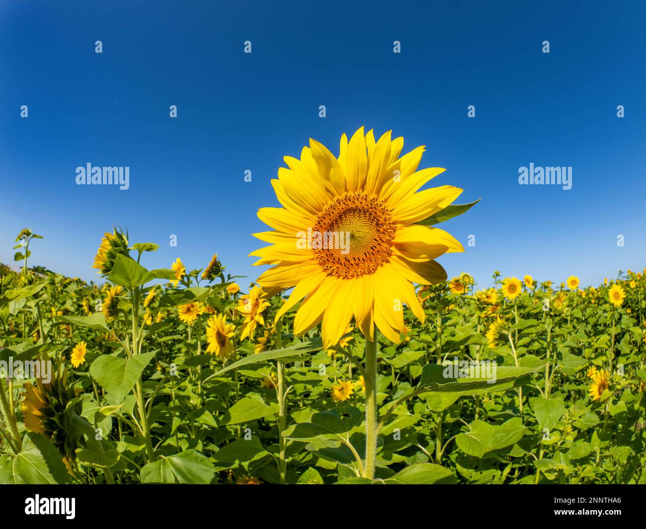 Sunflower in field under blue sky Stock Photo