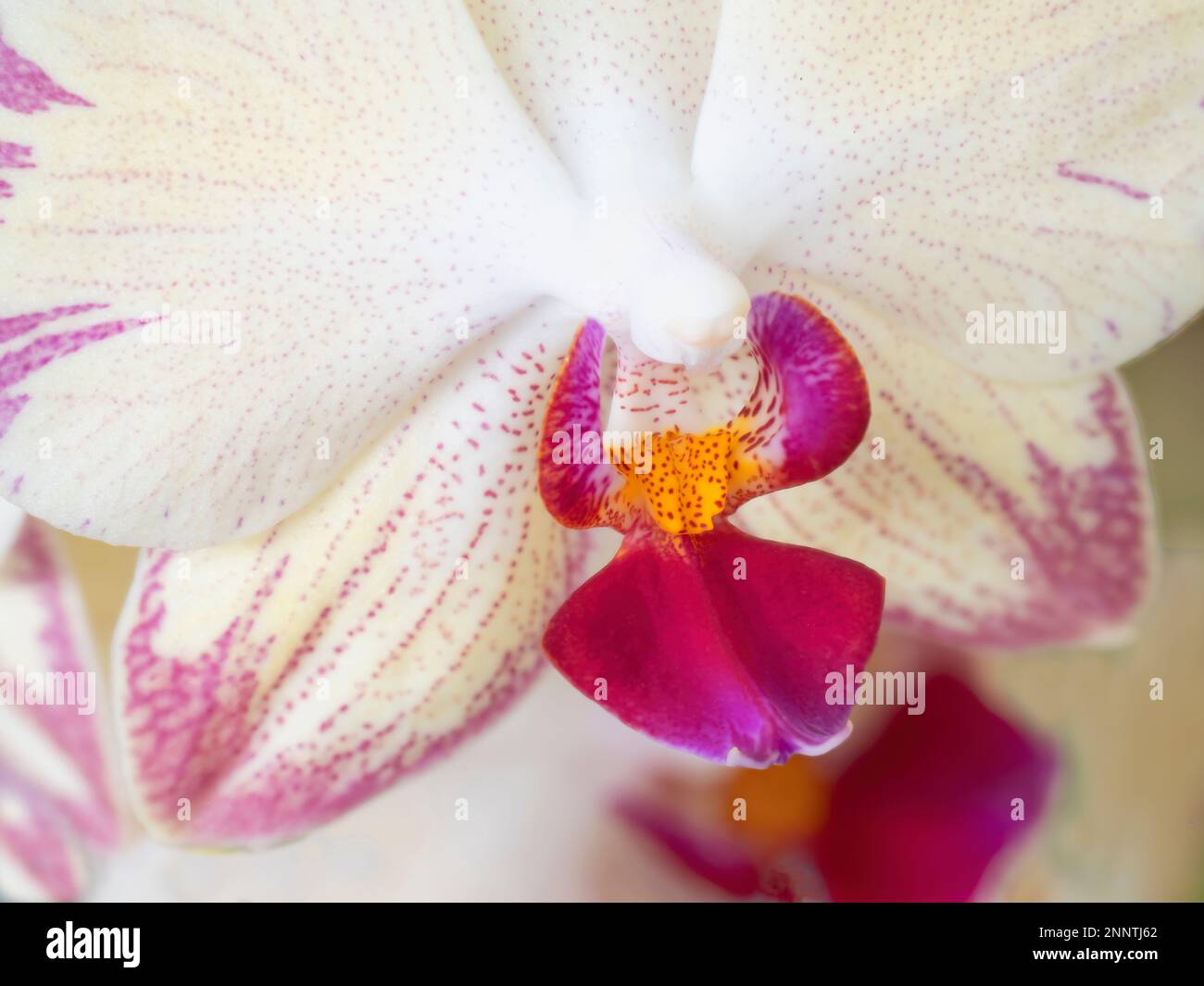 Close-up of blooming orchid flower Stock Photo