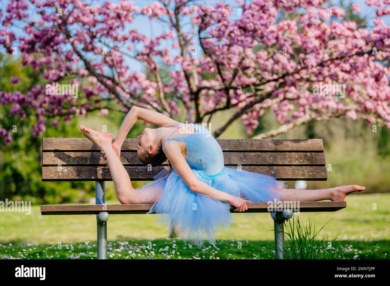 Ballerina in blue dress doing splits under cherry blossom, Battle Point Park, Bainbridge Island, Washington, USA Stock Photo