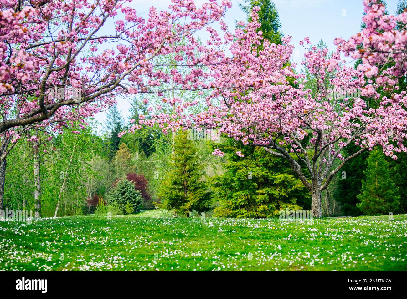Pink cherry blossom in park, Battle Point Park, Bainbridge Island, Washington, USA Stock Photo