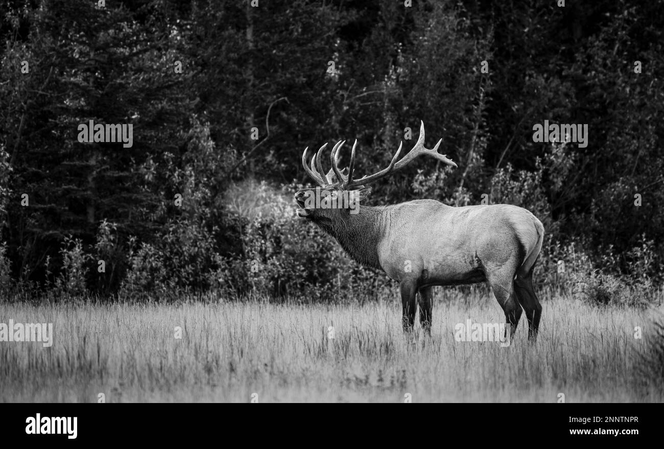 Bugling bull elk (Cervus canadensis) in black and white, Canmore, Alberta, Canada Stock Photo