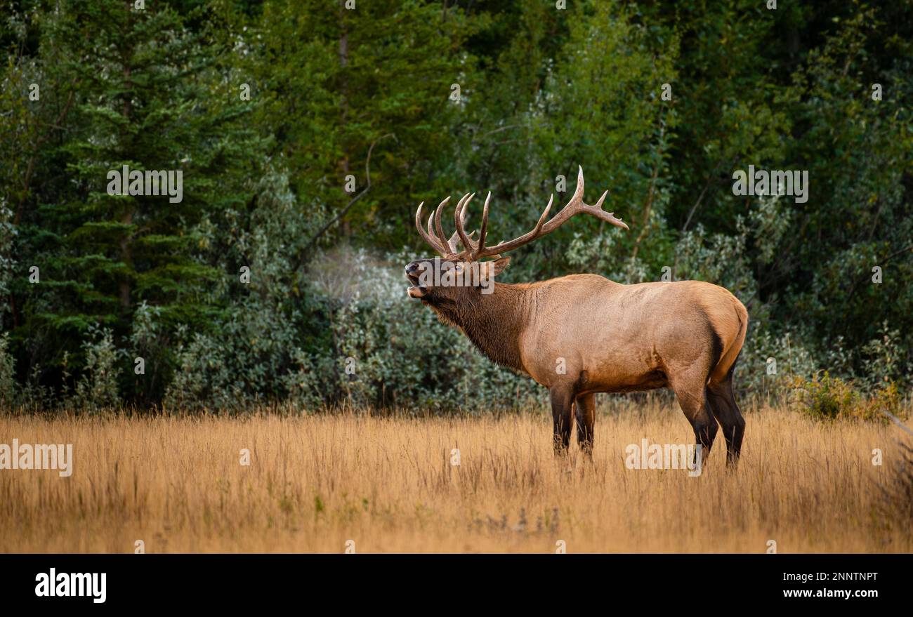 Bugling bull elk (Cervus canadensis) in meadow, Canmore, Alberta, Canada Stock Photo