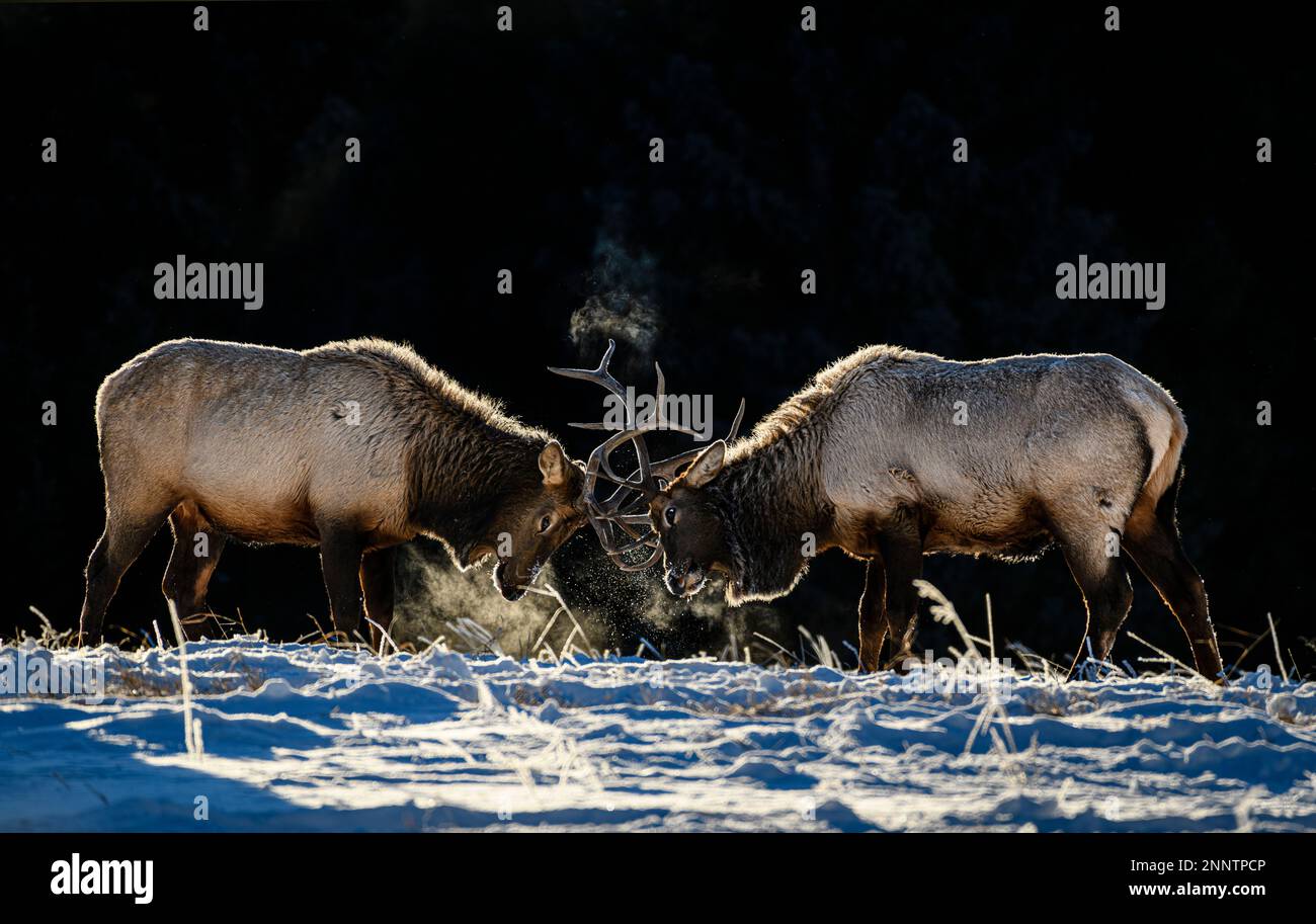 Bull elks (Cervus canadensis) fighting on snow, Canmore, Alberta, Canada Stock Photo